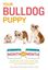 Imagem de YOUR BULLDOG PUPPY MONTH BY MONTH - EVERYTHING YOU NEED TO KNOW AT EACH STAGE TO ENSURE YOUR CUTE AND PLAYFUL PUPPY